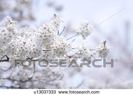 Stock Image - Cherry flowers on branches, Japan, low angle view, differential focus. Fotosearch
