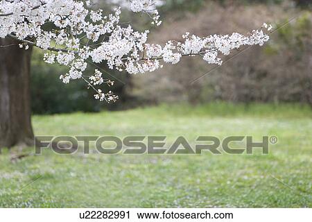 Stock Image - Cherry flowers on branches, Japan. Fotosearch