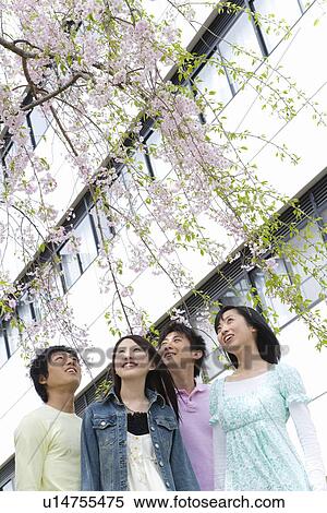 Four young people standing under the cherry tree, looking up, low angle view, Japan View Large Photo Image Stock Photography - Four young people standing under the cherry tree, looking up, low angle view, Japan. Fotosearch