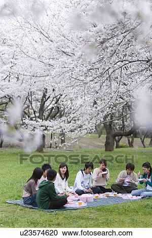 Stock Image - Medium group of young people enjoying lunch surrounded with cherry blossoms, front view, side view, Japan. Fotosearch