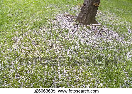 Stock Photography - Petals of cherry flowers on lawn, high angle view, Japan. Fotosearch