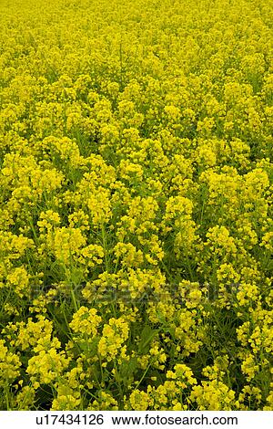 Rape field, high angle view, full frame, Japan View Large Photo Image Stock Photograph - Rape field, high angle view, full frame, Japan. Fotosearch