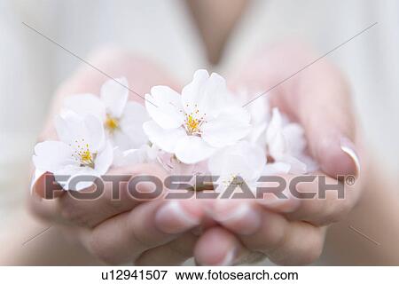 Woman scooping up cherry flowers with hands, front view, close up, differential focus, Japan View Large Photo Image Stock Photo - Woman scooping up cherry flowers with hands, front view, close up, differential focus, Japan. Fotosearch