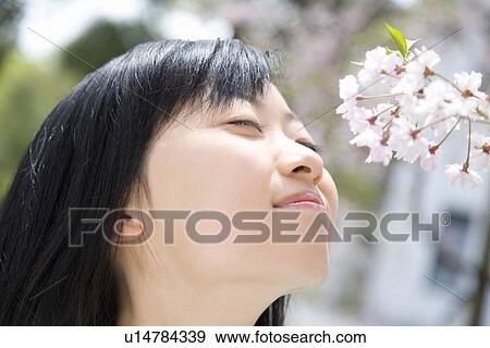 Woman smelling cherry flowers, closing eyes, side view, close up, Japan View Large Photo Image Stock Photo - Woman smelling cherry flowers, closing eyes, side view, close up, Japan. Fotosearch