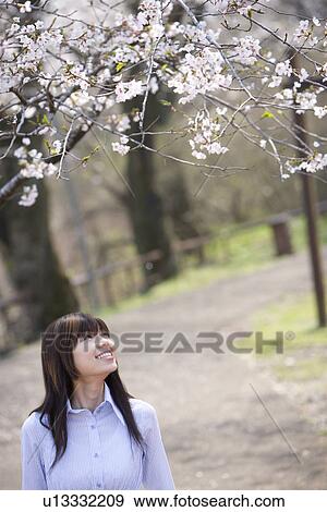 Woman standing and looking up at the cherry tree, front view, Japan View Large Photo Image Stock Photo - Woman standing and looking up at the cherry tree, front view, Japan. Fotosearch