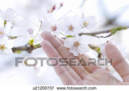 Woman touching cherry flowers, close up, Japan View Large Photo Image Stock Photo - Woman touching cherry flowers, close up, Japan. Fotosearch