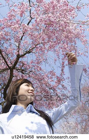 Stock Photo - Woman touching cherry flowers, low angle view, Japan. Fotosearch