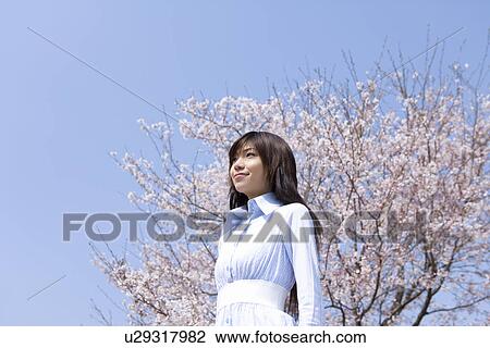 Stock Image - Young woman and cherry tree under the blue sky, low angle view, side view, blue background, Japan. Fotosearch