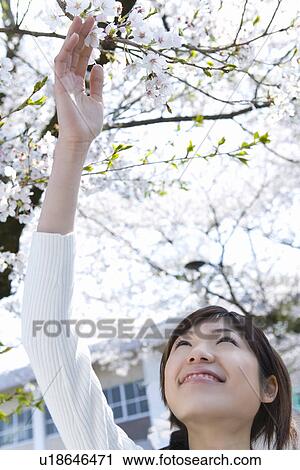 Stock Image - Young Woman looking up and touching cherry flowers, front view, Japan. Fotosearch