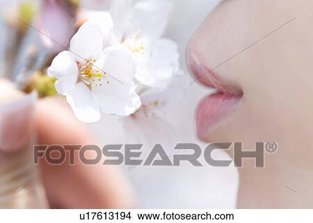 Young Woman smelling cherry flowers, side view, close up, Japan, differential focus View Large Photo Image Picture - Young Woman smelling cherry flowers, side view, close up, Japan, differential focus. Fotosearch