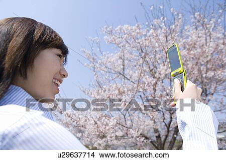 Picture - Young Woman using a mobile phone under the cherry tree, low angle view, side view, Japan. Fotosearch