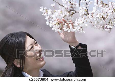 Picture - Woman looking up and touching cherry flowers, smiling, side view, Japan. Fotosearch