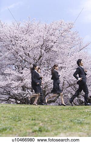 Young business people running in the field of cherry blossoms, side view, low angle view, Japan View Large Photo Image Stock Image - Young business people running in the field of cherry blossoms, side view, low angle view, Japan. Fotosearch