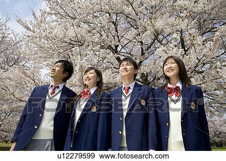 Stock Photo - Four teenagers looking up and standing under cherry trees, low angle view, Japan. Fotosearch