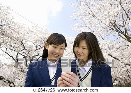 Teenage girls smiling and looking at a mobile phone under cherry trees, front view, Japan View Large Photo Image Stock Photograph - Teenage girls smiling and looking at a mobile phone under cherry trees, front view, Japan. Fotosearch