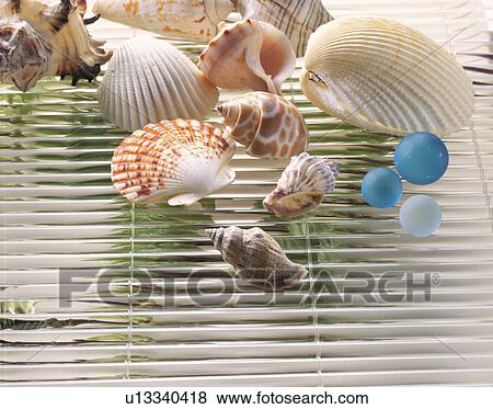 Shellfish Image View Large Photo Image Stock Photo - Shellfish Image. Fotosearch