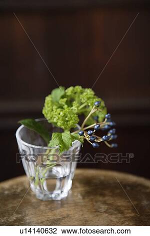 Stock Image - Close-up of a berry fern. Fotosearch