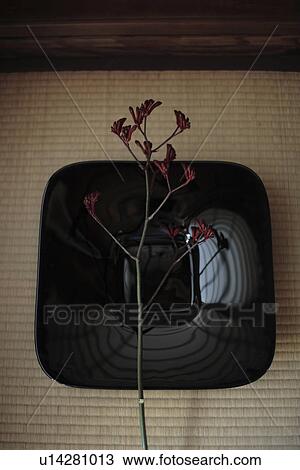 Stock Image - Close-up of a plant on ceramic ware. Fotosearch