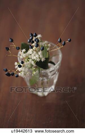 Stock Image - Close-up of berry fern in a glass. Fotosearch