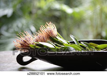 Close-up of flowers in a container View Large Photo Image Stock Image - Close-up of flowers in a container. Fotosearch