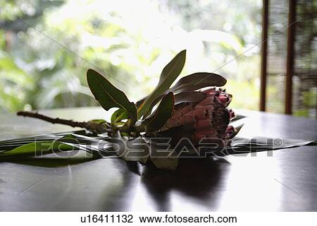 Close-up of flowers on a table View Large Photo Image Stock Image - Close-up of flowers on a table. Fotosearch