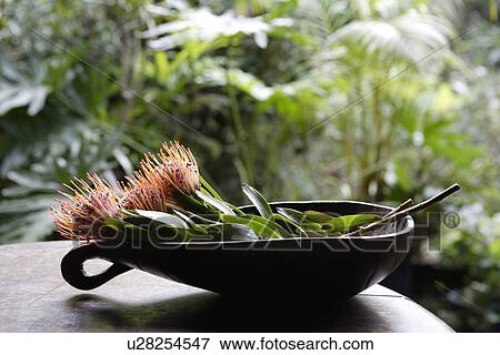 Front view of flowers in a container View Large Photo Image Stock Photo - Front view of flowers in a container. Fotosearch