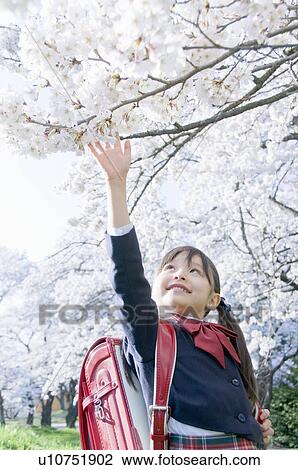 Stock Image - A Girl Trying to Reach Cherry Blossoms. Fotosearch