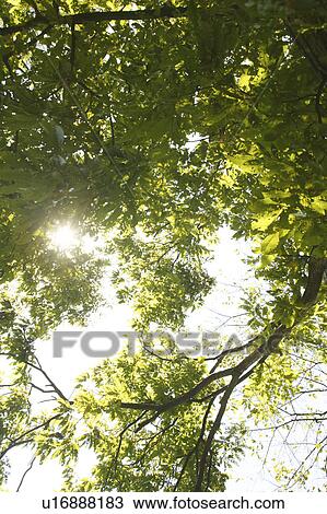 Sunlight through tree branches View Large Photo Image Stock Image - Sunlight through tree branches. Fotosearch
