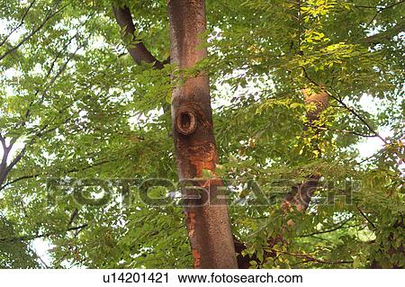 Tree trunk in Tokyo View Large Photo Image Stock Image - Tree trunk in Tokyo. Fotosearch
