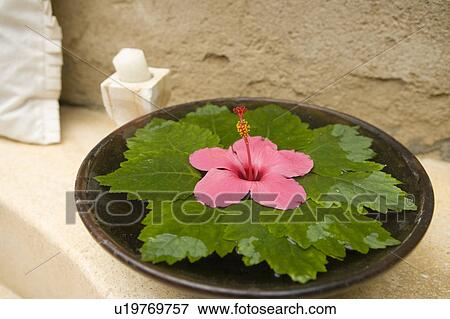 Stock Photo - Bowl of water with flower and leaves. Fotosearch