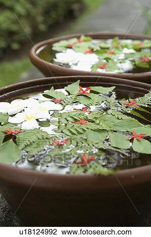 Bowls of water with flower and leaves View Large Photo Image Stock Image - Bowls of water with flower and leaves. Fotosearch