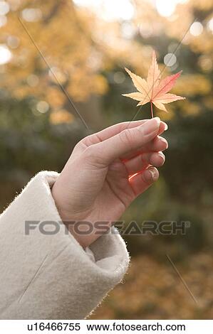 Stock Photography - Young woman holding maple leaf. Fotosearch