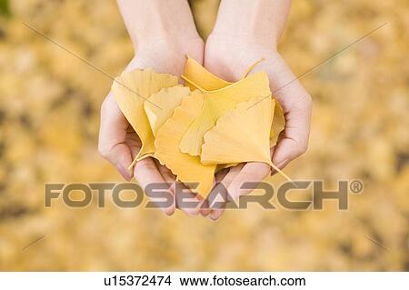 Picture - Young woman holding yellow ginkgo leaves. Fotosearch