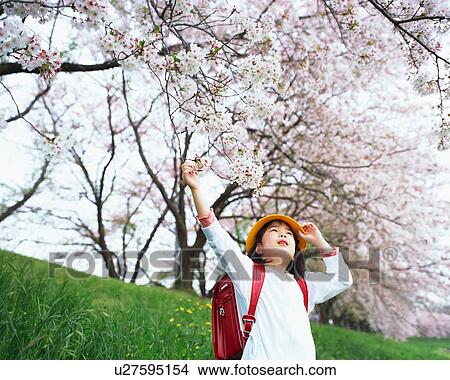 Picture - Girl looking at cherry blossoms. Fotosearch