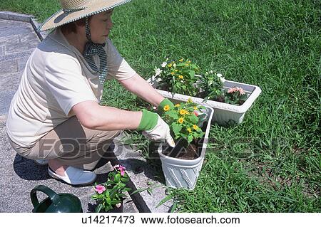 A senior woman potting a plant View Large Photo Image Stock Image - A senior woman potting a plant. Fotosearch