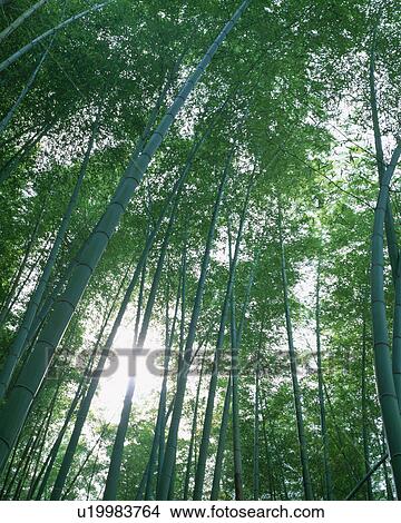 Picture - Bamboo Forest. Fotosearch