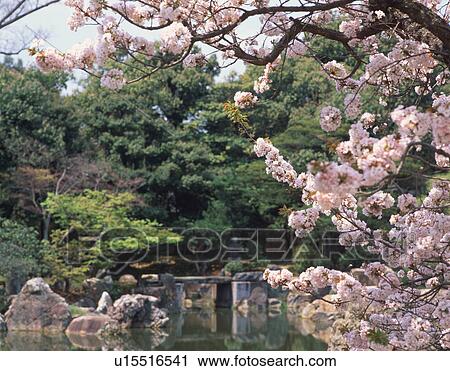 Stock Image - Cherry blossoms. Fotosearch