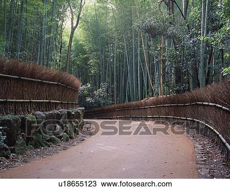 Stock Image - Walking path through bamboo forest. Fotosearch