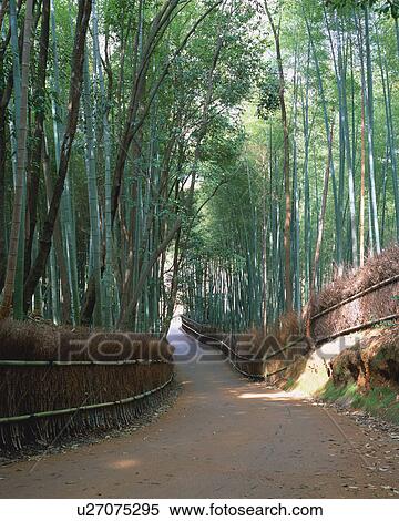 Walking path through bamboo forest View Large Photo Image Stock Photography - Walking path through bamboo forest. Fotosearch