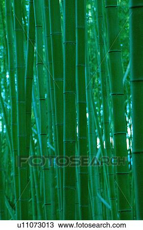 Stock Image - Bamboo stalks, close-up. Fotosearch