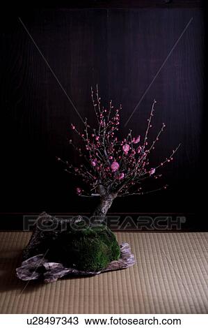 Bonsai of Japanese plum View Large Photo Image Stock Image - Bonsai of Japanese plum. Fotosearch