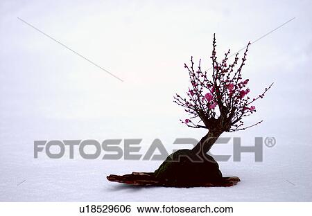 Stock Photograph - Bonsai of Japanese plum. Fotosearch
