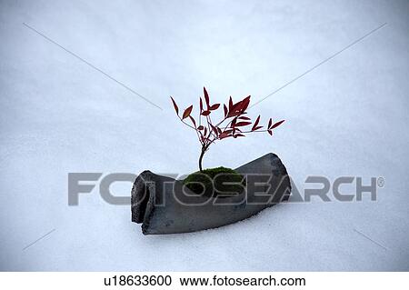 Bonsai plant on snow View Large Photo Image Stock Image - Bonsai plant on snow. Fotosearch
