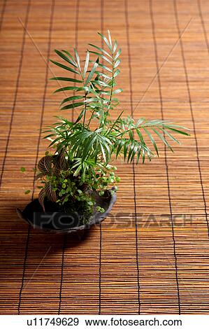 Stock Photo - Bonsai. Fotosearch