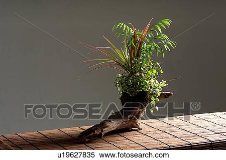 Bonsai View Large Photo Image Stock Photography - Bonsai. Fotosearch