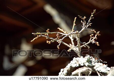 Buds of Japanese plum, close-up View Large Photo Image Stock Image - Buds of Japanese plum, close-up. Fotosearch