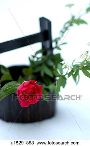 Stock Photo - Camellia and Reeves' Spirea (Spiraea cantoniensis) in a bucket. Fotosearch
