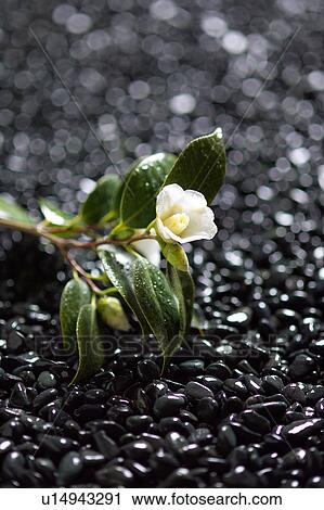 Camellia, close-up View Large Photo Image Stock Image - Camellia, close-up. Fotosearch