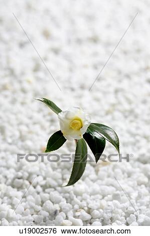 Stock Photograph - Camellia, close-up. Fotosearch