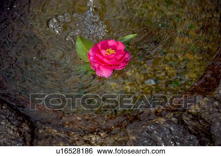Stock Photograph - Camellia floating on a water basin. Fotosearch